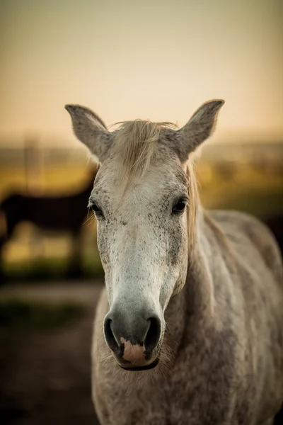 Testa di cavallo Fotografia Stock