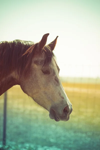 Cabeza de caballo — Foto de Stock