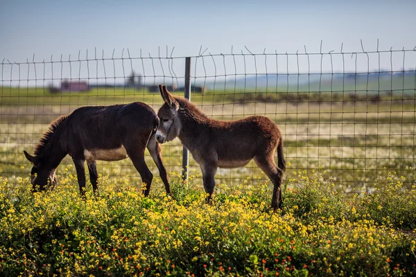 Familia de burros — Foto de Stock