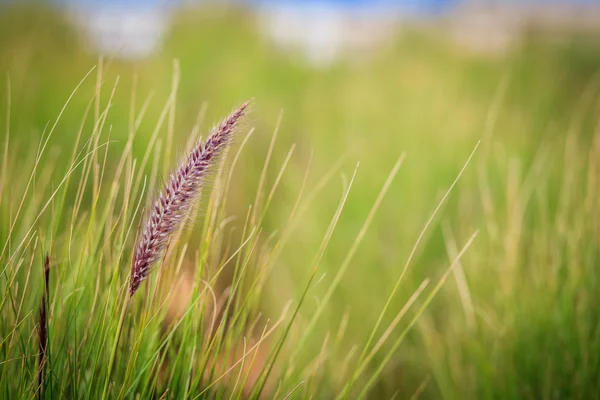 Fountain grass flower — Stock Photo, Image