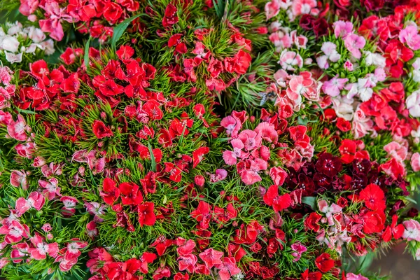 Dianthus barbatus (Sweet William) flowers — Stock Photo, Image