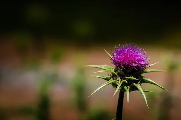 Purple cactus flower — Stock Photo, Image