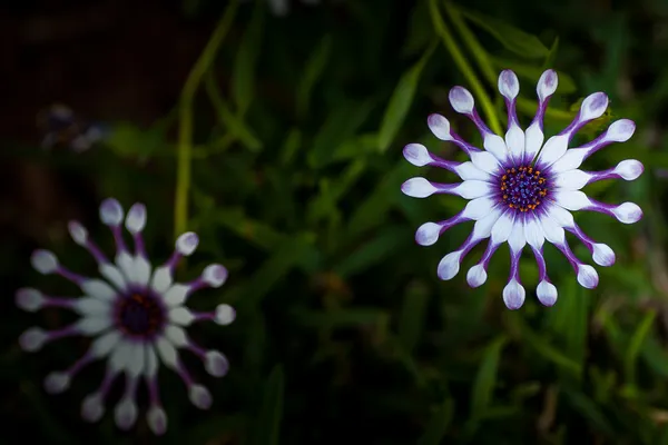 African daisy flower — Stock Photo, Image