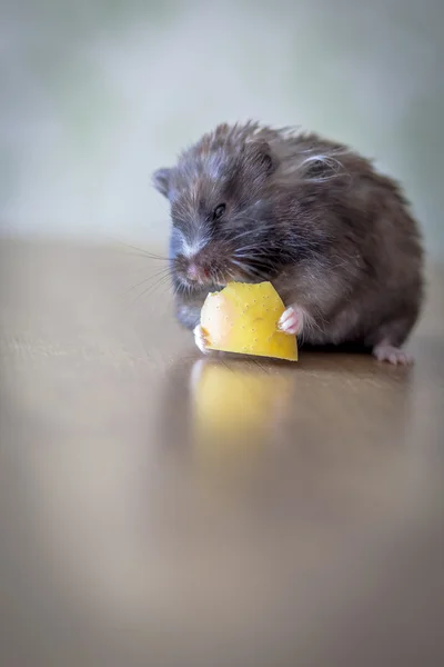 Grey hamster — Stock Photo, Image