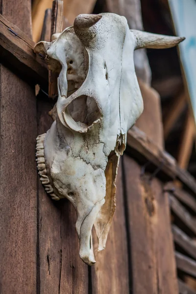 Cráneo de búfalo viejo — Foto de Stock