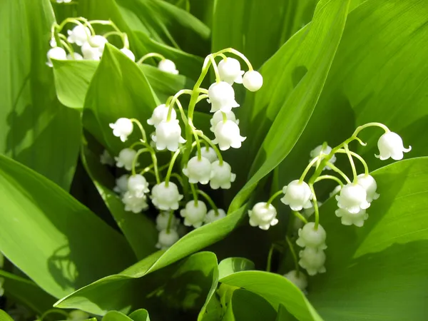 A gyöngyvirág, a kis virágok, a Vértes természetvédelmi — Stock Fotó