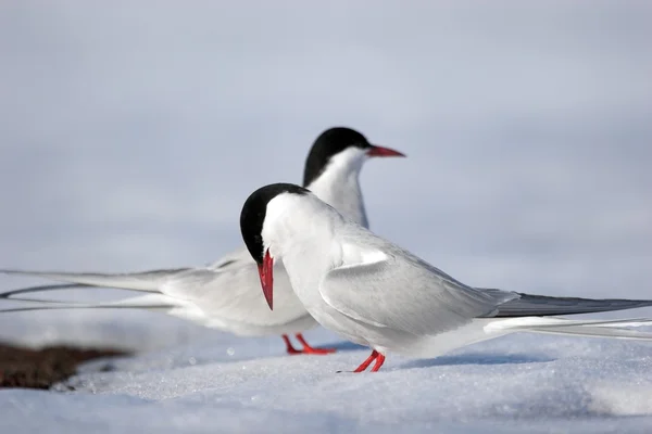 Arctic kırlangıçlar — Stok fotoğraf