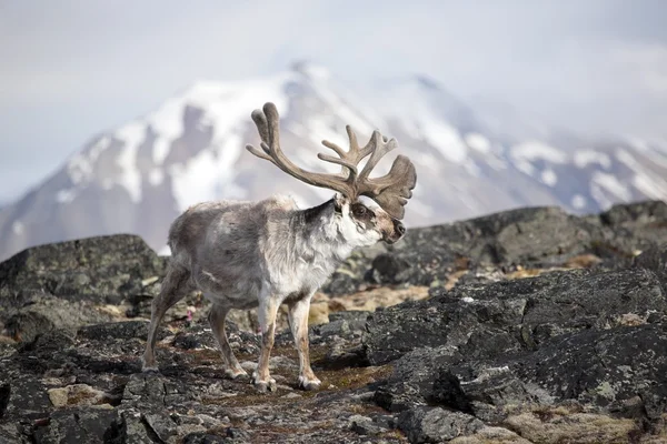 Svalbard renar — Stockfoto