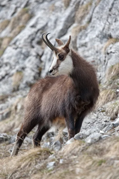 Chamois — стокове фото