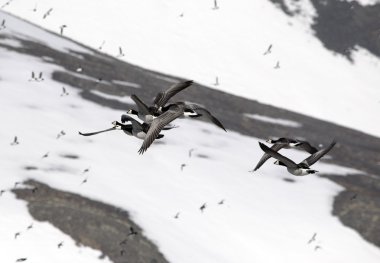 Barnacle gees - spitsbergen, Kuzey Kutbu
