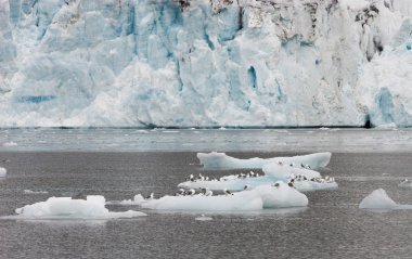 kittiwakes üzerinde buzul buzu
