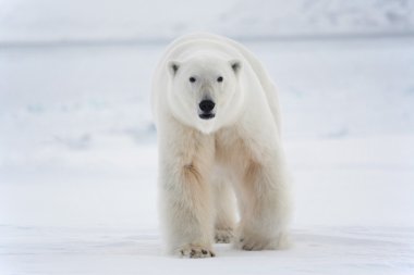 Kutup ayısı, kutup Kral