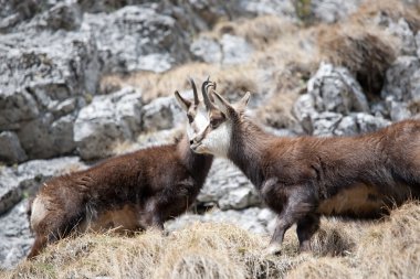 dağ keçileri doğal ortamlarında