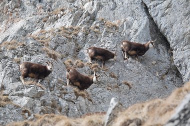 dağ keçilericabras de montaña