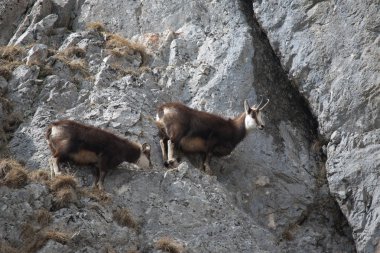 dağ keçilericabras de montaña