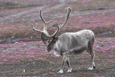 Wild reindeer on tundra