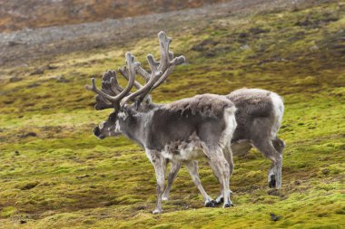 tundra üzerinde Ren geyiği