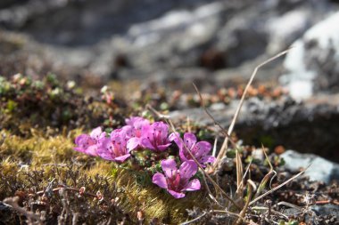 Tundra çiçekler (mor saxifrage)