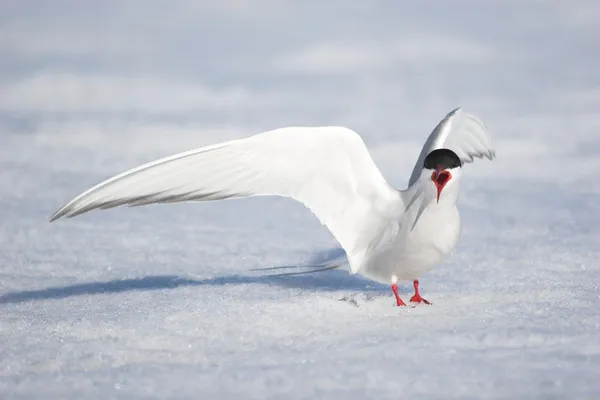 Arctic tern — Stock Photo, Image