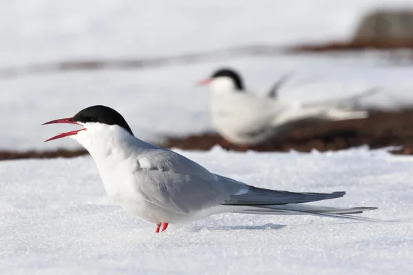 Silvertärnor — Stockfoto