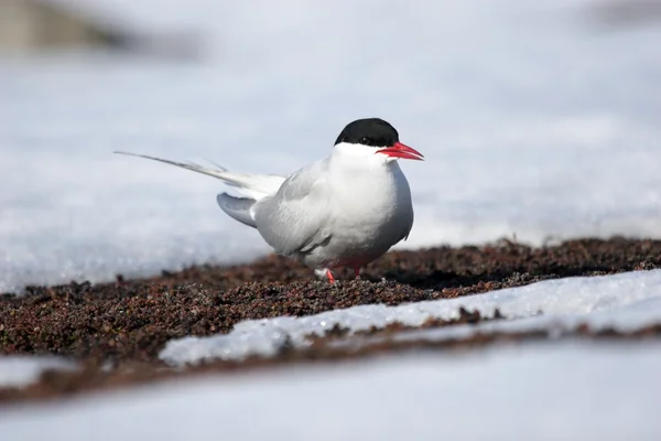 Tern ártico — Fotografia de Stock