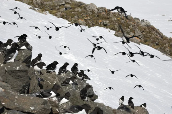 Arktische Vögel (Little auk) — Stockfoto