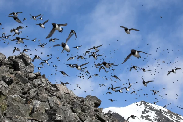 Aves sobre el mar Ártico — Foto de Stock