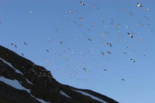 Vögel über dem arktischen Meer — Stockfoto