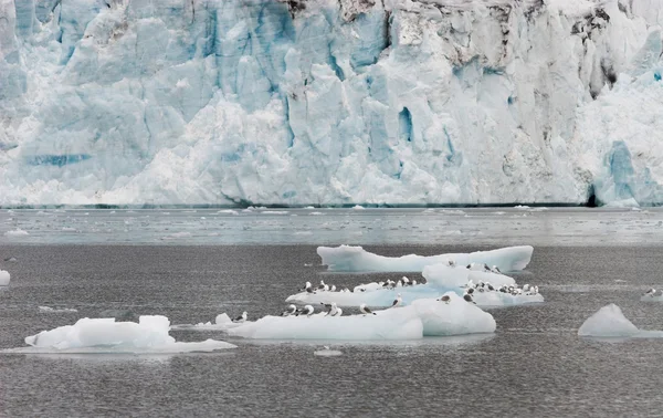 Kittiwakes en el hielo glaciar — Foto de Stock