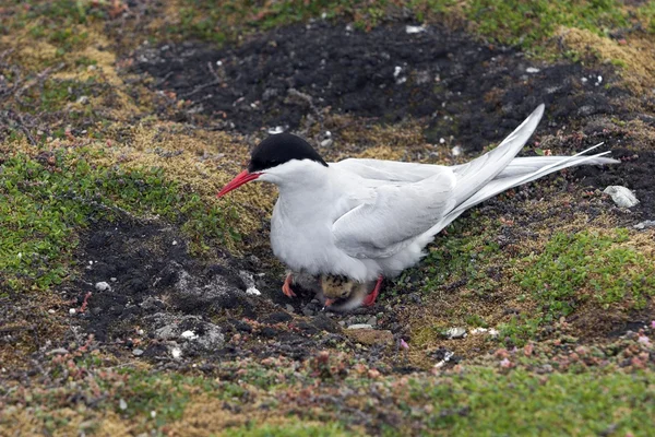 Arctic tern met kuikens — Stockfoto