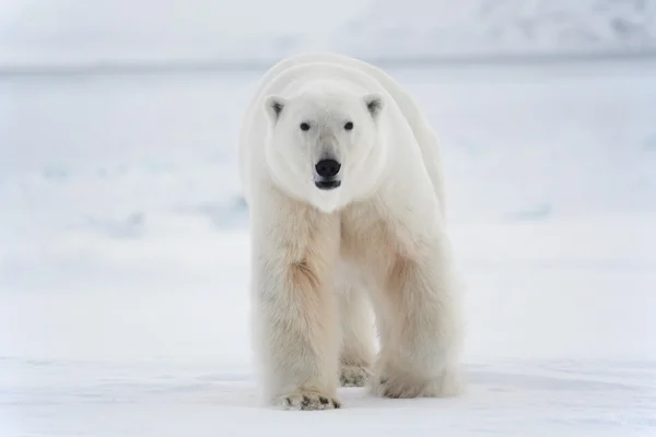 Polar bear, King of the Arctic — Stock Photo, Image