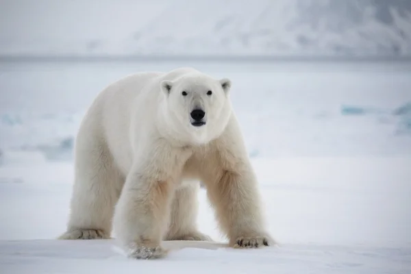 Πολική αρκούδα, βασιλιάς της Αρκτικής — Φωτογραφία Αρχείου
