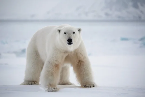 Oso polar, Rey del Ártico — Foto de Stock