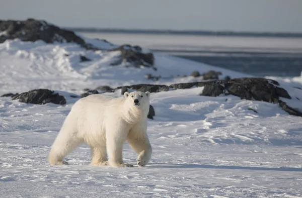 Eisbär — Stockfoto