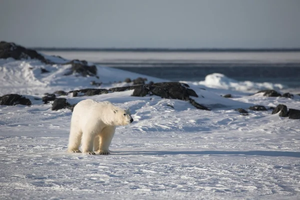 Urso polar — Fotografia de Stock