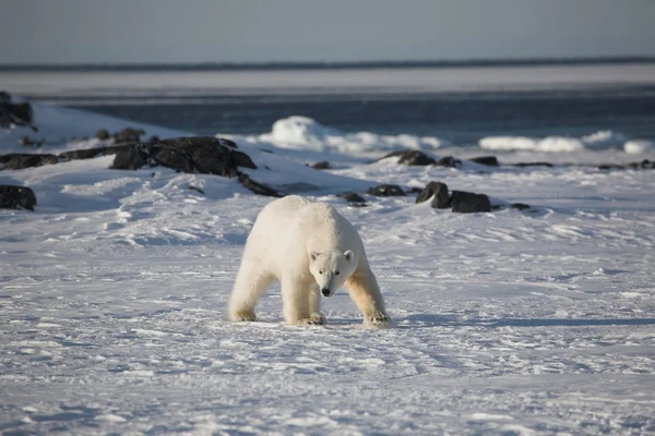 Eisbär — Stockfoto