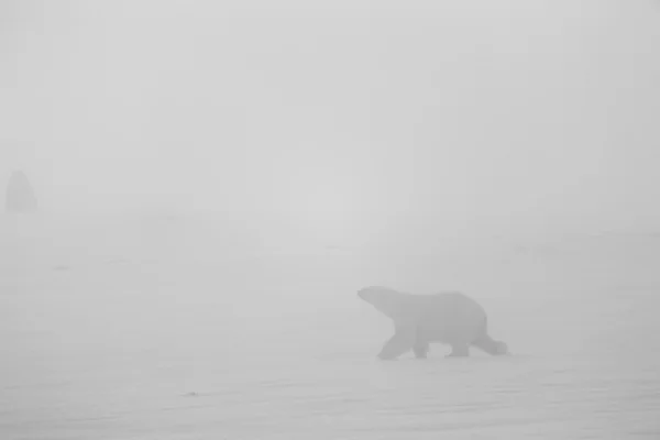 Белый медведь — стоковое фото