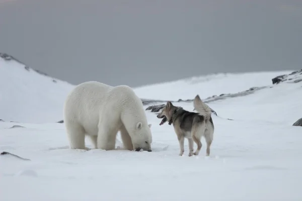 Πολική αρκούδα, βασιλιάς της Αρκτικής - με σκύλο — Φωτογραφία Αρχείου