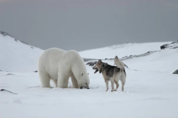 Urso polar, Rei do Árctico - com cão — Fotografia de Stock