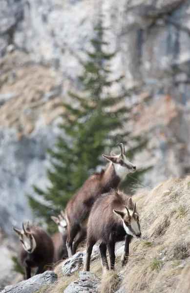 Bergsgetter i deras naturliga livsmiljöer — Stockfoto