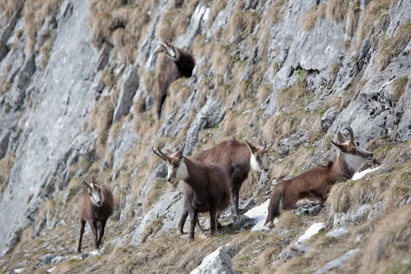 Cabras de montanha no seu habitat natural — Fotografia de Stock