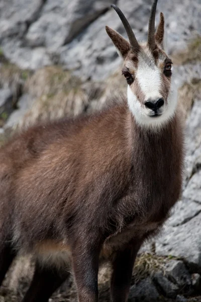 Capra di montagna — Foto Stock