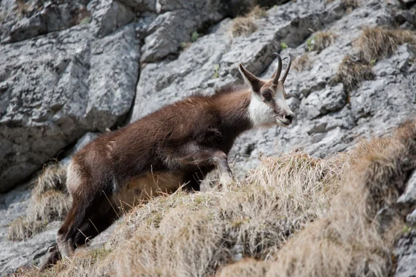 Mountain goat — Stockfoto