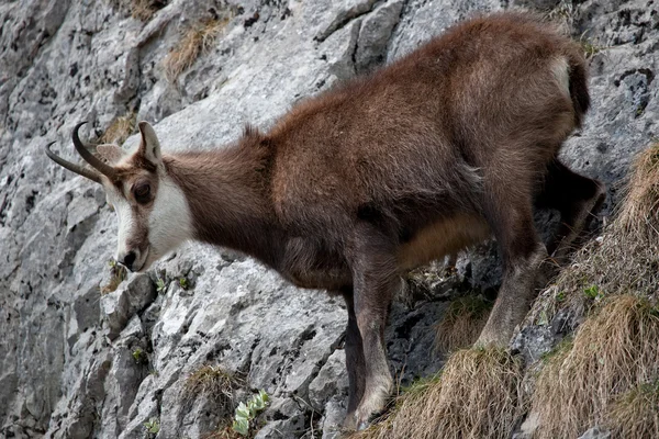 Mountain goat — Stockfoto