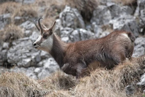 Mountain goat — Stockfoto