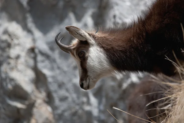 Mountain goat — Stockfoto