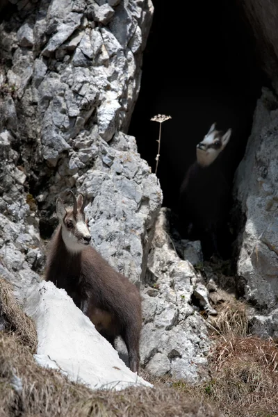 Chèvres de montagne — Photo