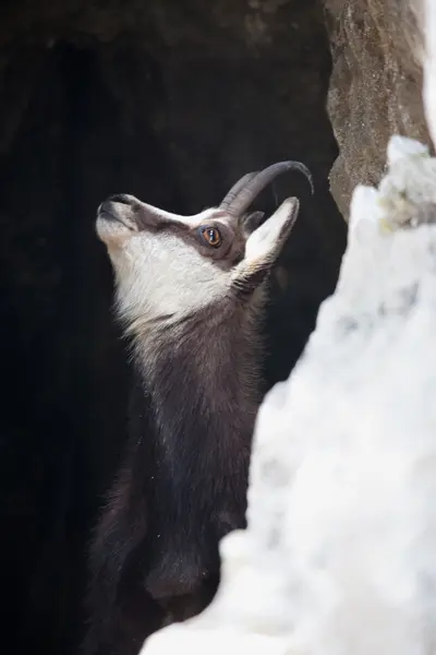 Mountain goat — Stockfoto