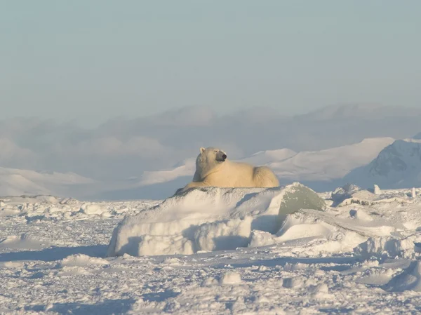 Polar bear, King of the Arctic — Stock Photo, Image