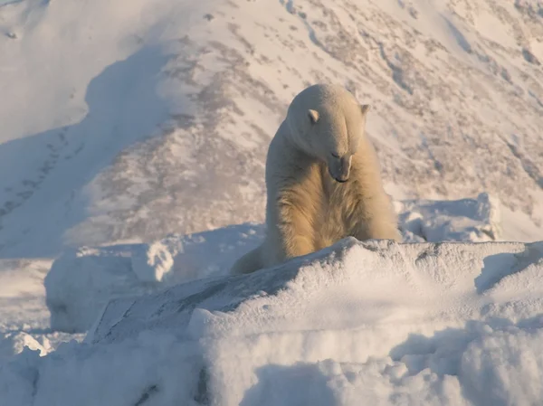 Isbjørn, konge af Arktis - Stock-foto